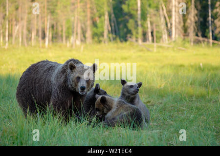 Braunbär Ursus arctos Familie Mutter mit jungtieren vor Wald, Finnland Stockfoto