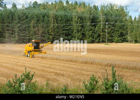 Mähdrescher in Aktion auf Weizenfeld. Die Ernte ist der Prozess der Erfassung eine reife Ernte von den Feldern. Stockfoto