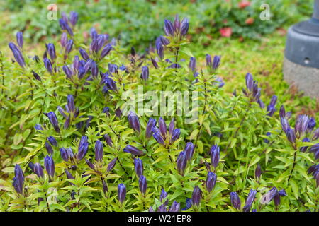 Blumenbeet mit blühenden Gentiana septemfida Stockfoto