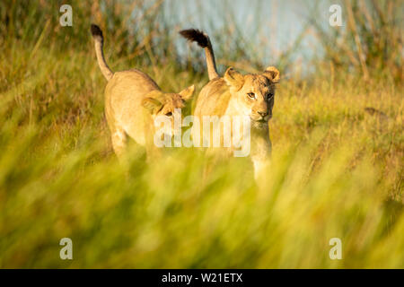 Lion Cubs in Chitabe, Okavango Delta, Botswana spielen Stockfoto