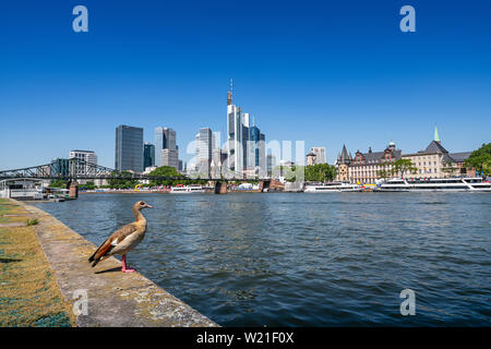 Frankfurt am Main, Deutschland. Juli 2019. Eine Ente am Ufer des Mains mit der Skyline im Hintergrund Stockfoto