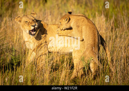 Löwin spielen mit Cub in Chitabe, Okavango Delta, Botswana Stockfoto