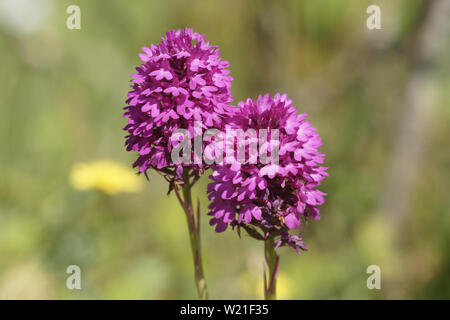 (Anacamptis pyramidalis) wild wachsenden Stockfoto