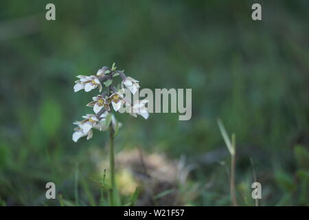 Epipactis palustris (Marsh Helleborine) wild wachsenden Stockfoto