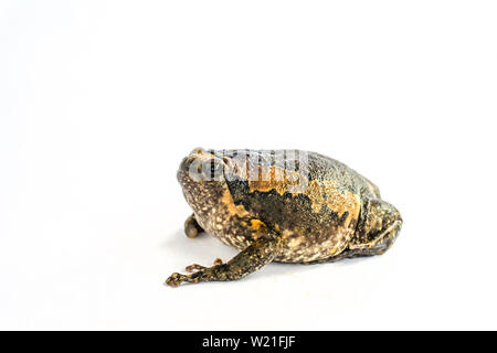 Bullfrog (Kaloula pulchra) auf weißem Hintergrund. Stockfoto
