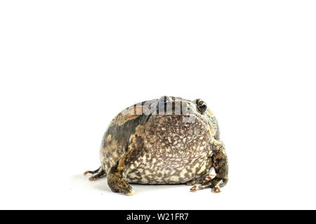 Bullfrog (Kaloula pulchra) auf weißem Hintergrund. Stockfoto