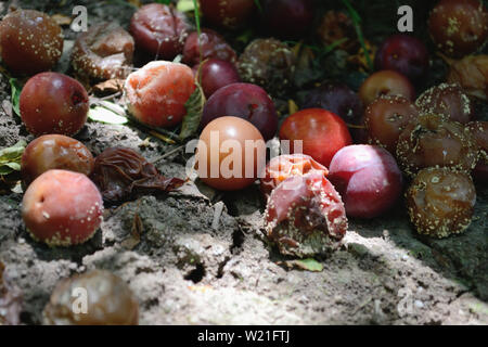 Pflaumen auf den Boden vom Baum gefallen, Monilia laxa (Monilinia laxa) Befall Stockfoto