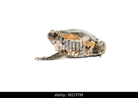 Bullfrog (Kaloula pulchra) auf weißem Hintergrund. Stockfoto