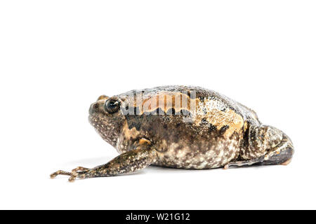 Bullfrog (Kaloula pulchra) auf weißem Hintergrund. Stockfoto