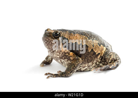Bullfrog (Kaloula pulchra) auf weißem Hintergrund. Stockfoto