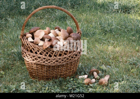 Ein großen Weidenkorb mit vielen verschiedenen Pilzen gefüllt steht auf dem Rasen in der Waldlichtung. Stockfoto