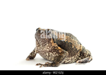 Bullfrog (Kaloula pulchra) auf weißem Hintergrund. Stockfoto