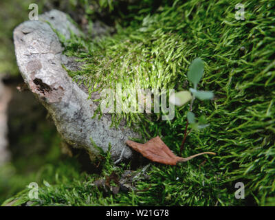 Moos und Pilzen auf einem Pflaumenbaum Stockfoto