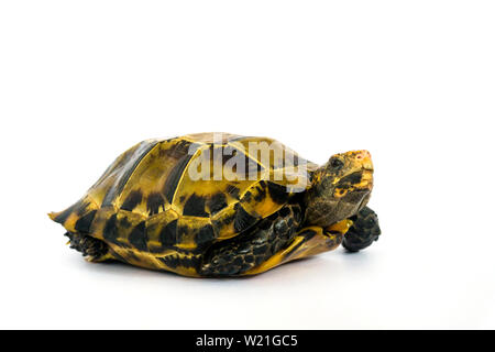 Inland Schildkröten in Asien sind "Beeindruckt Schildkröte, Manouria impressa" auf weißem Hintergrund. Stockfoto