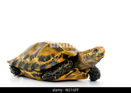 Inland Schildkröten in Asien sind "Beeindruckt Schildkröte, Manouria impressa" auf weißem Hintergrund. Stockfoto