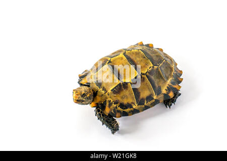 Inland Schildkröten in Asien sind "Beeindruckt Schildkröte, Manouria impressa" auf weißem Hintergrund. Stockfoto