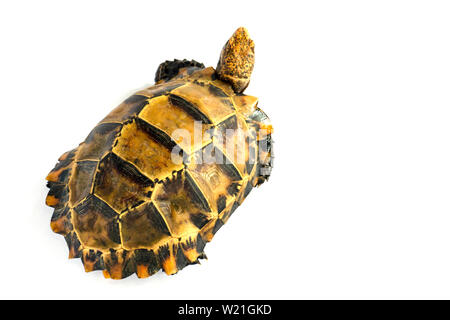 Inland Schildkröten in Asien sind "Beeindruckt Schildkröte, Manouria impressa" auf weißem Hintergrund. Stockfoto