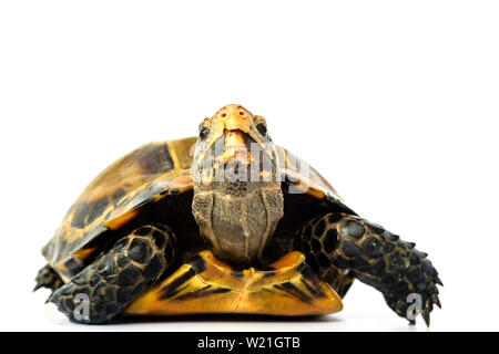 Inland Schildkröten in Asien sind "Beeindruckt Schildkröte, Manouria impressa" auf weißem Hintergrund. Stockfoto