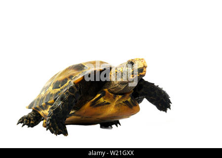 Inland Schildkröten in Asien sind "Beeindruckt Schildkröte, Manouria impressa" auf weißem Hintergrund. Stockfoto