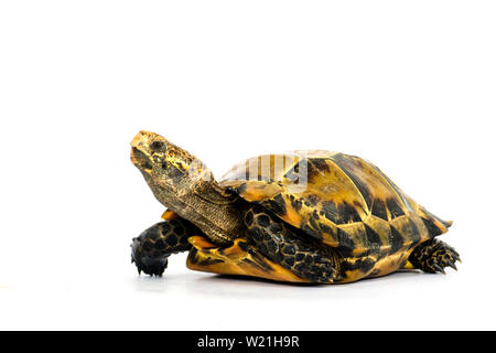 Inland Schildkröten in Asien sind "Beeindruckt Schildkröte, Manouria impressa" auf weißem Hintergrund. Stockfoto