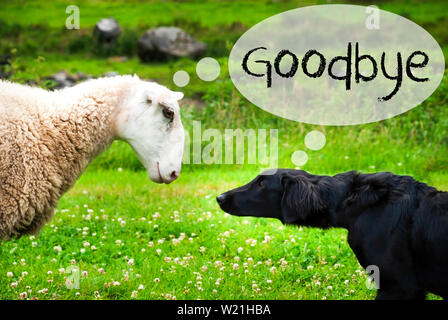 Hund trifft Schaf mit Sprechblase. Englischer Text auf Wiedersehen. Grüne Gras Wiese in Norwegen. Stockfoto