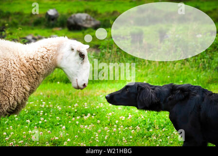 Hund trifft Schafe. Weiße Schafe mit Sprechblase. Kopieren Sie Platz für Werbung. Grüne Gras Wiese in Norwegen. Stockfoto