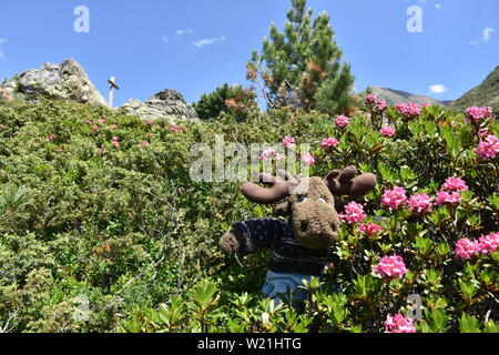 Alpenrose, Bewimperte Alpenrose, Almrausch, Elch, Geweih, Stofftier, Plüsch, Almenrausch, Steinrose, Blüte, Sky, Rhododendron hirsutum, Pflanze, Bl Stockfoto