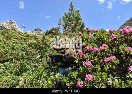 Alpenrose, Bewimperte Alpenrose, Almrausch, Elch, Geweih, Stofftier, Plüsch, Almenrausch, Steinrose, Blüte, Sky, Rhododendron hirsutum, Pflanze, Bl Stockfoto