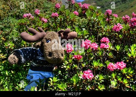 Alpenrose, Bewimperte Alpenrose, Almrausch, Elch, Geweih, Stofftier, Plüsch, Almenrausch, Steinrose, Blüte, Sky, Rhododendron hirsutum, Pflanze, Bl Stockfoto