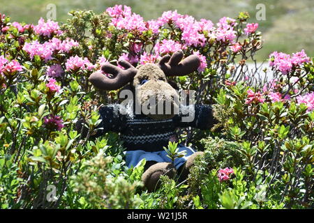 Alpenrose, Bewimperte Alpenrose, Almrausch, Elch, Geweih, Stofftier, Plüsch, Almenrausch, Steinrose, Blüte, Sky, Rhododendron hirsutum, Pflanze, Bl Stockfoto