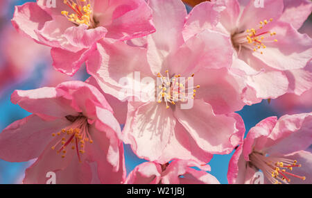 Nahaufnahme der Frühling Peach tree blossoms, blauen Himmel im Hintergrund. Stockfoto