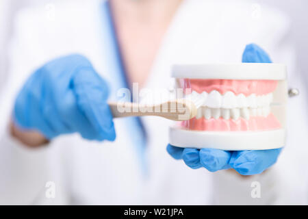 Weiblichen Zahnarzt erklären über Zähneputzen in der Klinik, holding Zahn Bürste und Zähne Modell. Dental Hygiene und Gesundheit mit Fachkonzept Stockfoto