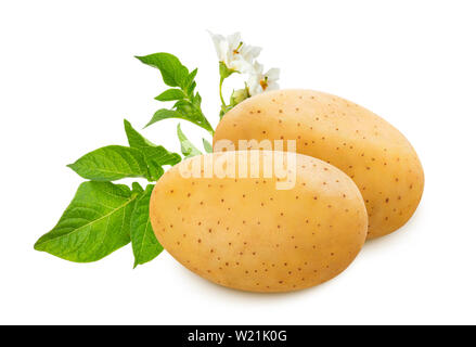 Rohe Kartoffel mit grünen Blättern und Blumen auf weißem Hintergrund Stockfoto