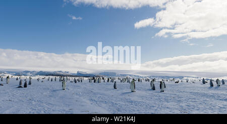 Antarktis, Cape Colbeck Kaiser Pinguin Kindergarten panorama Stockfoto