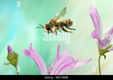 Große Willughby's Leafcutter (Megachile willughbiella) im Flug auf der Blume des Gemeinsamen CHICORÉE (Cichorium intybus), Deutschland Stockfoto