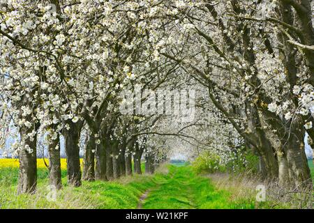 Gasse aus blühenden Kirschbaum treesn (Prunus) im Frühjahr, in der Nähe von Apolda, Thüringen, Deutschland Stockfoto