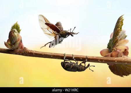 Große kiefer Rüsselkäfer (Hylobius abietis) im Flug auf die Triebe einer Haselnuss Zweig, Deutschland Stockfoto