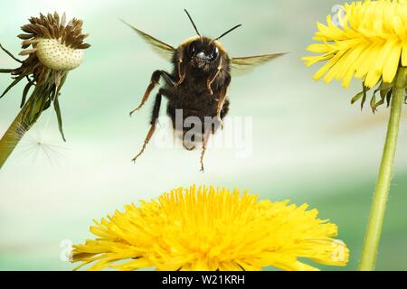 Große Masse Hummel (Bombus terrestris) im Flug auf einem Dandelionflower (Taraxacum sect Ruderalia), Deutschland Stockfoto