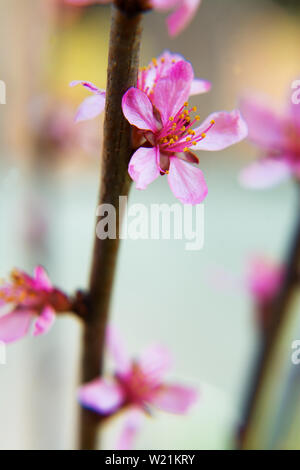 Vertikale Foto von Frühjahr blühenden Mandelbäumen. Rosa Blume auf einem braunen Zweig auf einen unscharfen Hintergrund. Stockfoto