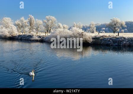 Schwan schwimmt auf der Saale, Fluss Landschaft im Winter, Bäume mit Rauhreif auf Banken, untere Saale Valley Nature Park Park, Sachsen-Anhalt, Deutschland Stockfoto