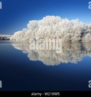 Flusslandschaft im Winter an der Saale, Bäume mit Rauhreif auf die Bank, Wasser Reflexion, untere Saale Valley Nature Park Park, Sachsen-Anhalt Stockfoto