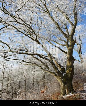 Wald mit großen alten Buche mit Raureif im Winter, Burgenlandkreis, Sachsen-Anhalt, Deutschland Stockfoto