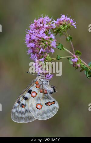 Apollo (clossiana Apollo), Breitblättriger Thymian (Thymus pulegioides), Biosphäre, Schwäbische Alb, Baden-Württemberg, Deutschland Stockfoto