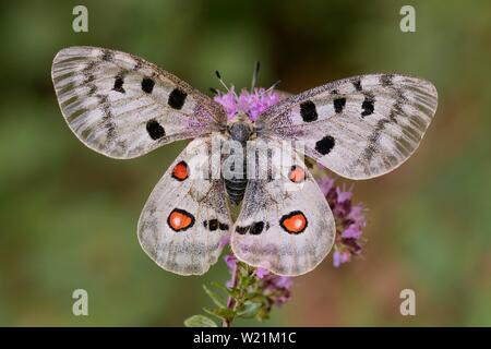 Apollo (clossiana Apollo), Breitblättriger Thymian (Thymus pulegioides), Biosphäre, Schwäbische Alb, Baden-Württemberg, Deutschland Stockfoto