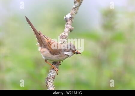 Common Whitethroat (Sylvia communis) mit Insekten im Schnabel auf einem Zweig, Neunkirchen, Nordrhein-Westfalen, Deutschland Stockfoto