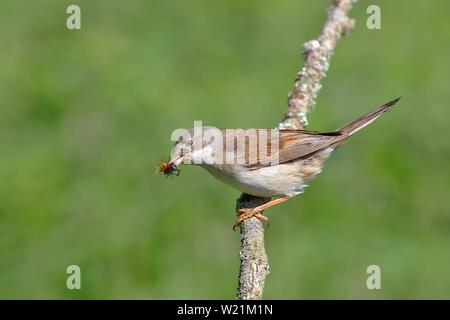 Common Whitethroat (Sylvia communis) mit Insekten im Schnabel auf einem Zweig, Neunkirchen, Nordrhein-Westfalen, Deutschland Stockfoto