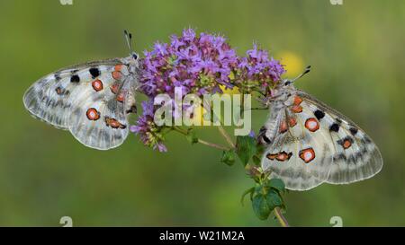 Zwei Apollo (clossiana Apollo), Breitblättriger Thymian (Thymus pulegioides), Biosphäre, Schwäbische Alb, Baden-Württemberg, Deutschland Stockfoto