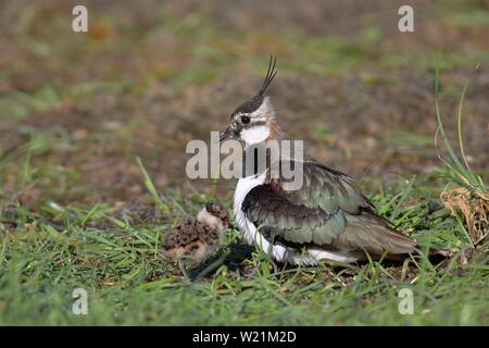 Vanneau (Vanellus vanellus), Weibliche nimmt junge Tiere unter ihrem Gefieder, Dummer-See, Niedersachsen, Deutschland Stockfoto