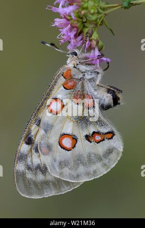 Apollo (clossiana Apollo), Breitblättriger Thymian (Thymus pulegioides), Biosphäre, Schwäbische Alb, Baden-Württemberg, Deutschland Stockfoto