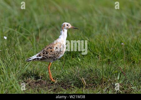 Kampfläufer (Philomachus pugnax), Männer stehen auf einer Wiese, See Dummer, Niedersachsen, Deutschland Stockfoto